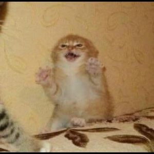 Meet your Posher, Ally